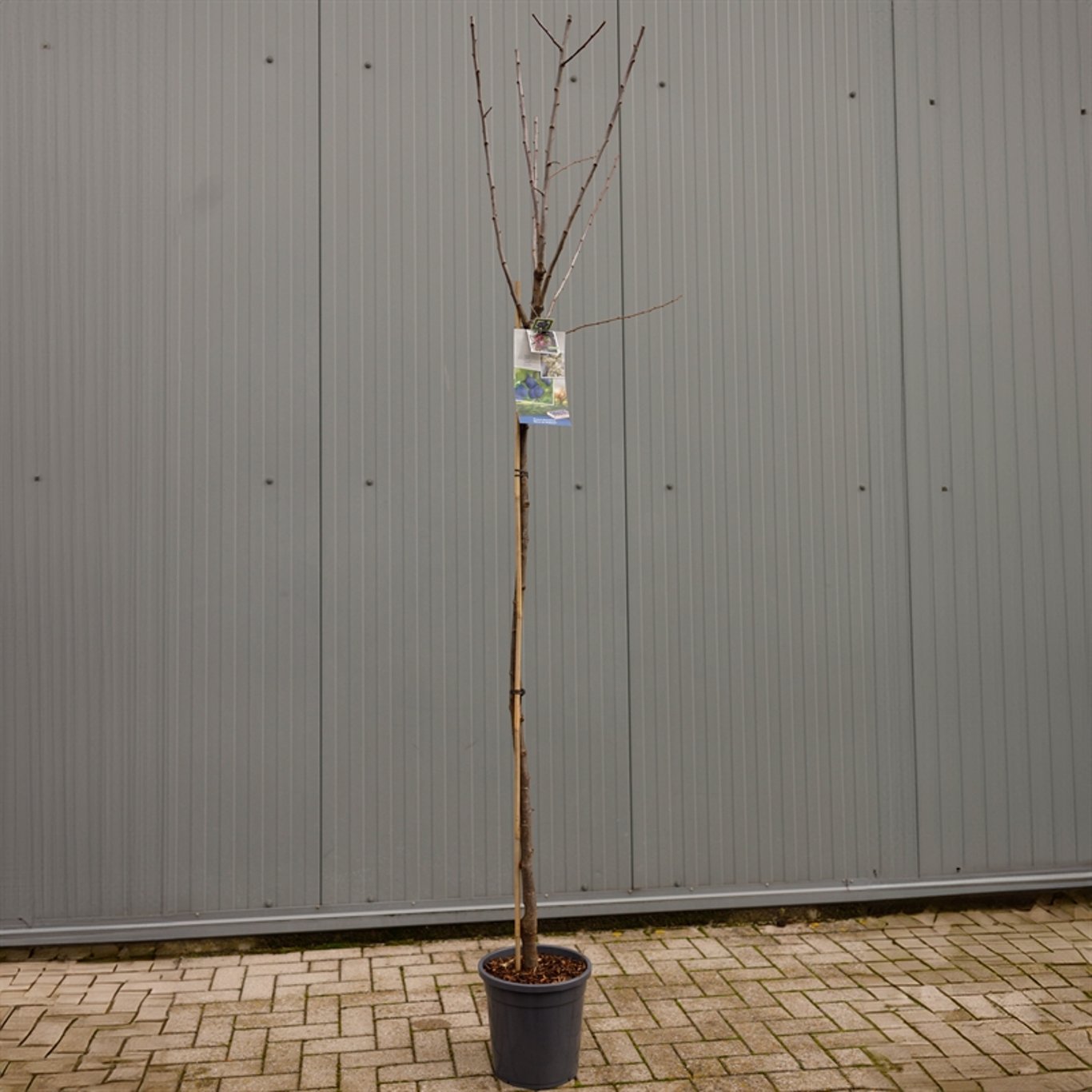 Prunus d. 'Bleue de Belgique' - C12 250-275 CM Hoogstam